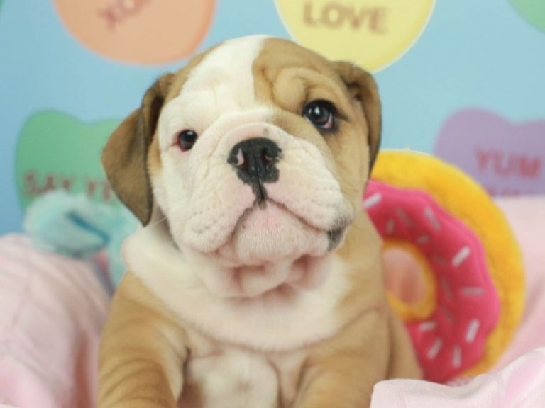 English Bulldog