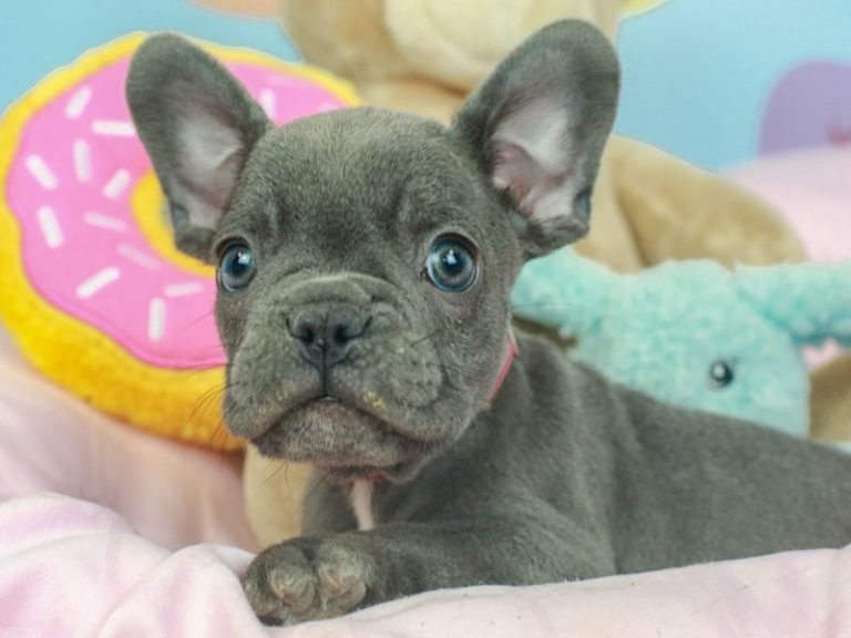 French Bulldog