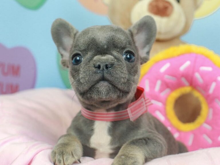 French Bulldog