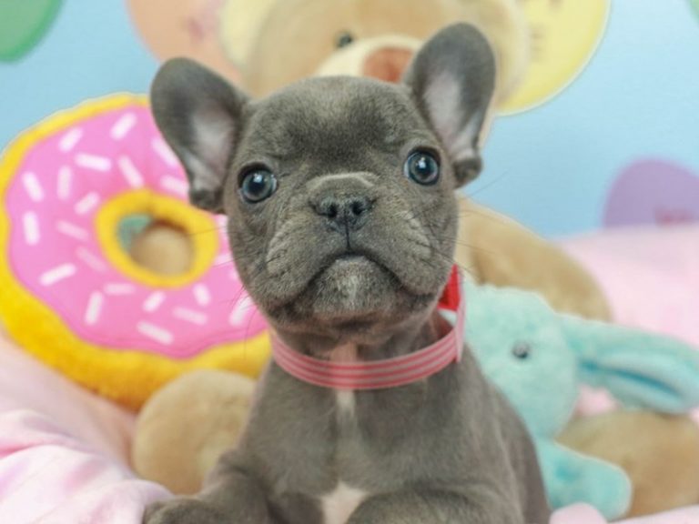 French Bulldog