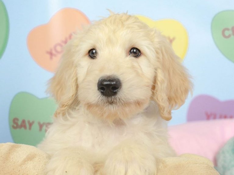 Goldendoodle