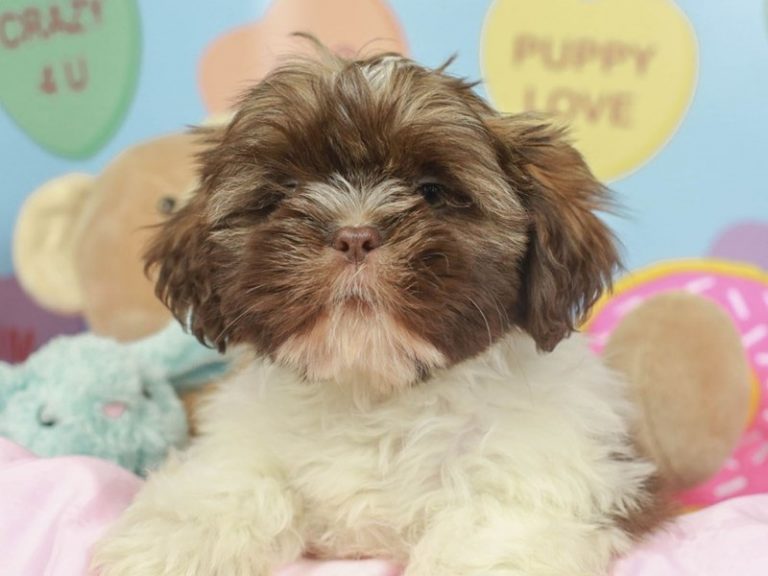 Shih Tzu