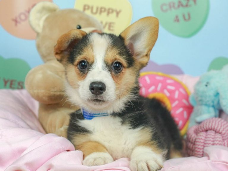 Pembroke Welsh Corgi