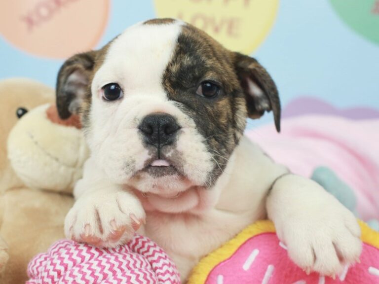 English Bulldog