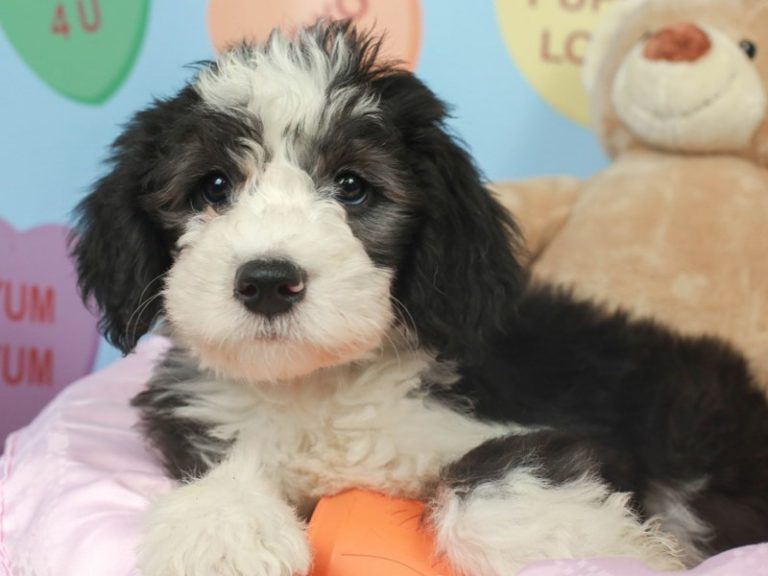 Mini Sheepadoodle