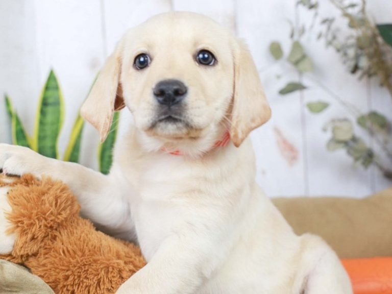 Labrador Retriever