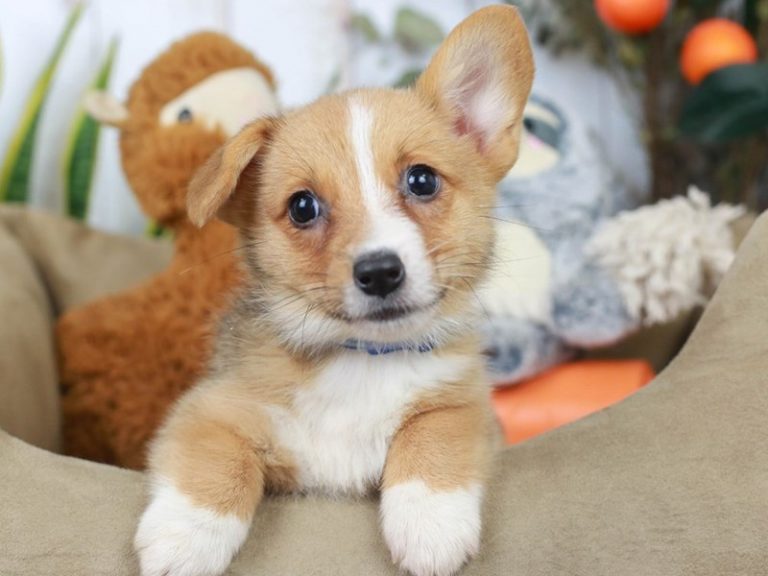 Pembroke Welsh Corgi