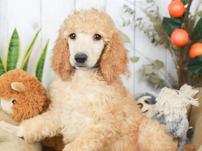 Standard Poodle