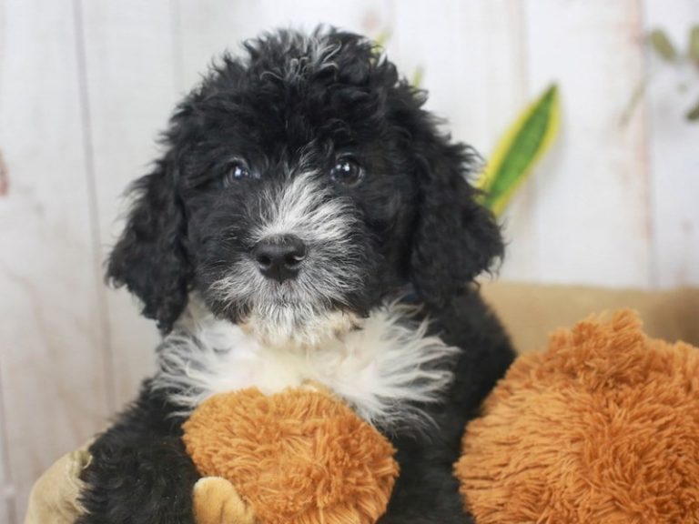 Bernedoodle