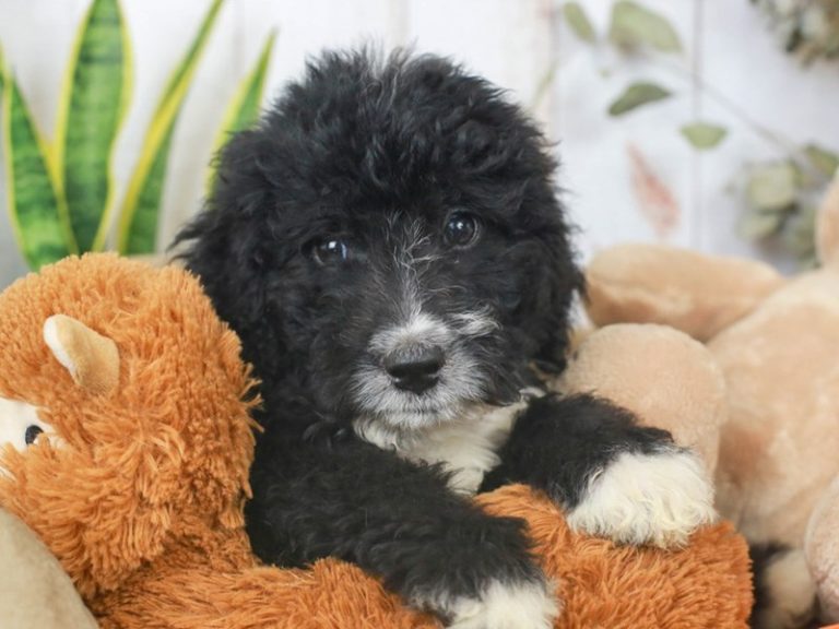 Bernedoodle