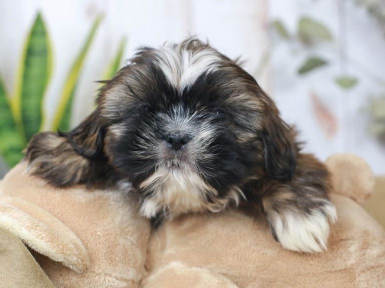 Shih Tzu