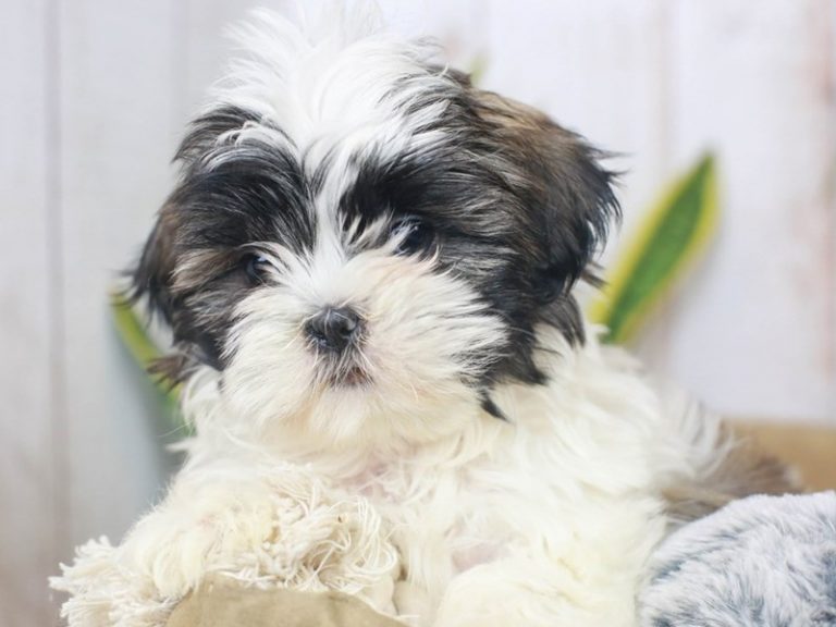 Shih Tzu
