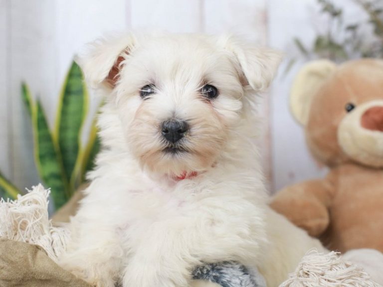 West Highland White Terrier