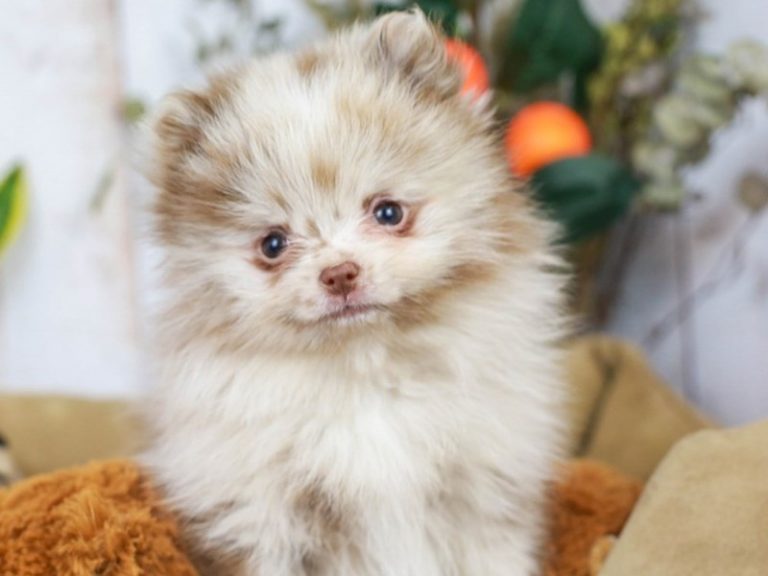 Pomeranian