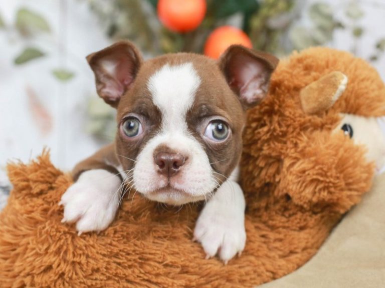 Boston Terrier