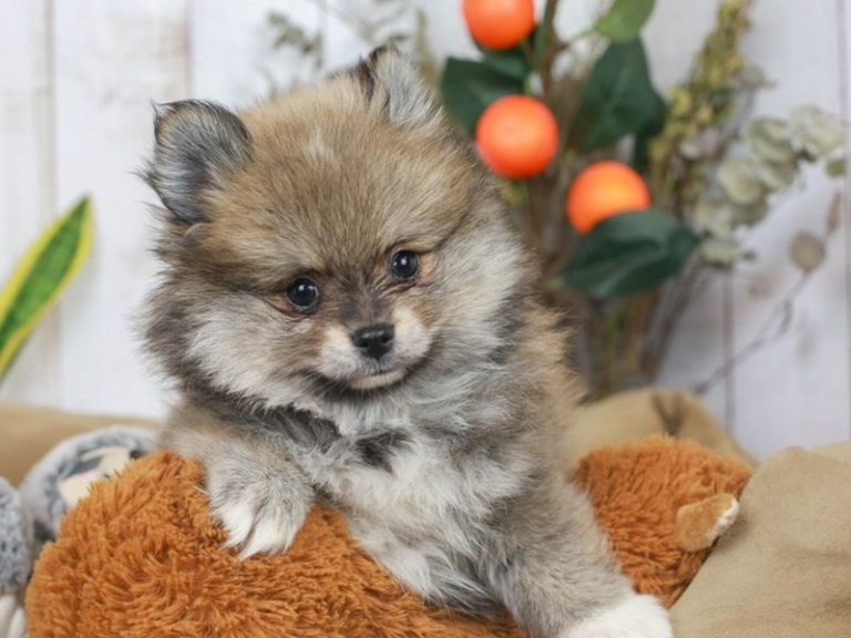 Pomeranian