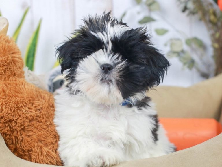Shih Tzu