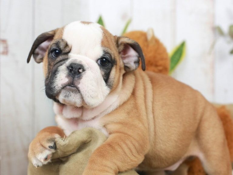 English Bulldog