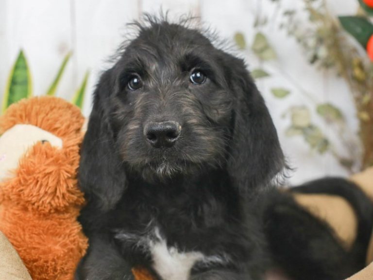 St. Bernadoodle