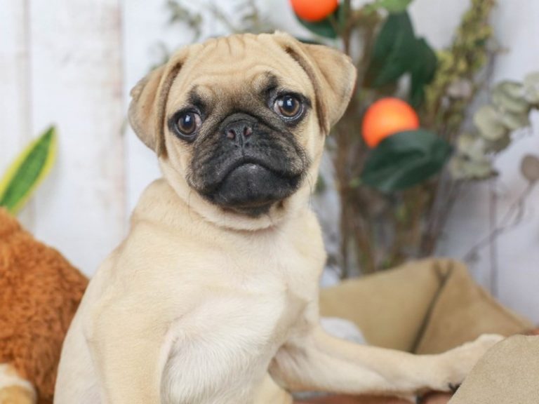 Pug