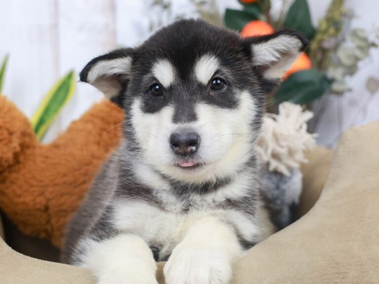 Alaskan Malamute