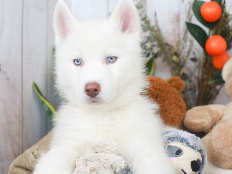Siberian Husky