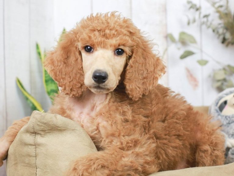 Standard Poodle
