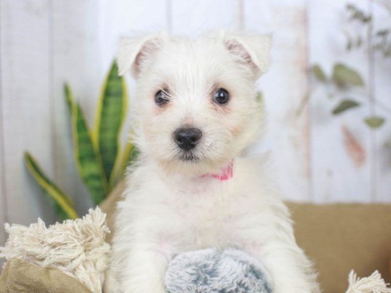 West Highland White Terrier