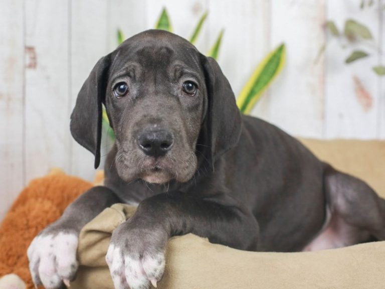 Great Dane