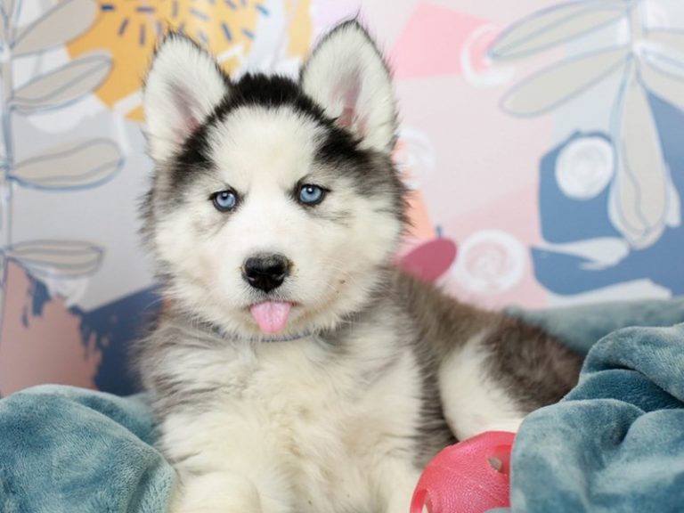Siberian Husky