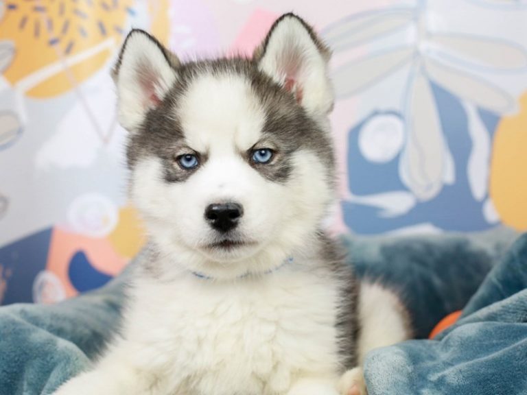 Siberian Husky