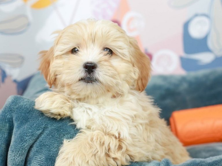 Lhasa Poo