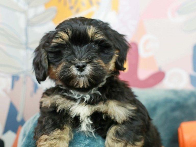 Lhasa Poo