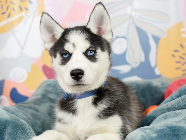 Siberian Husky