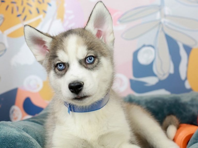 Siberian Husky