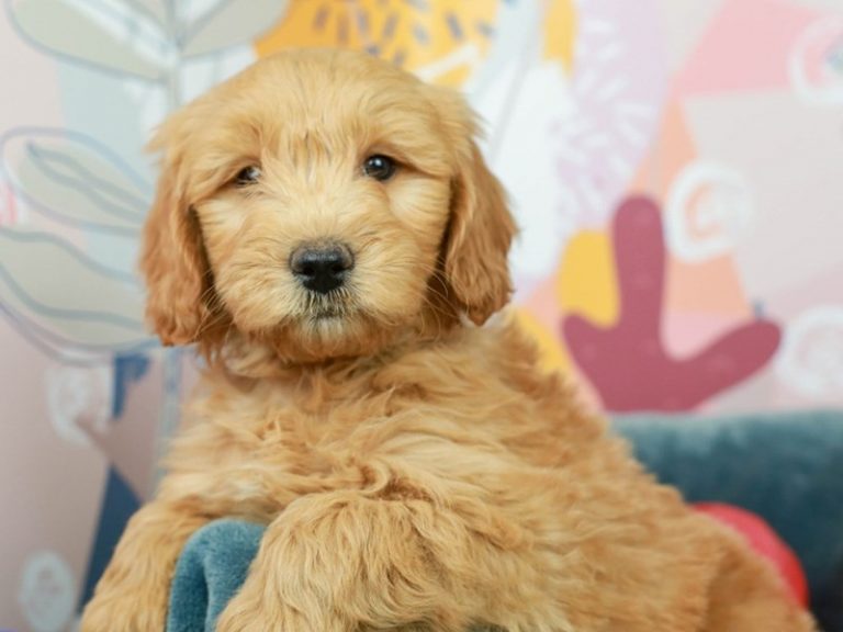 Miniature Goldendoodle