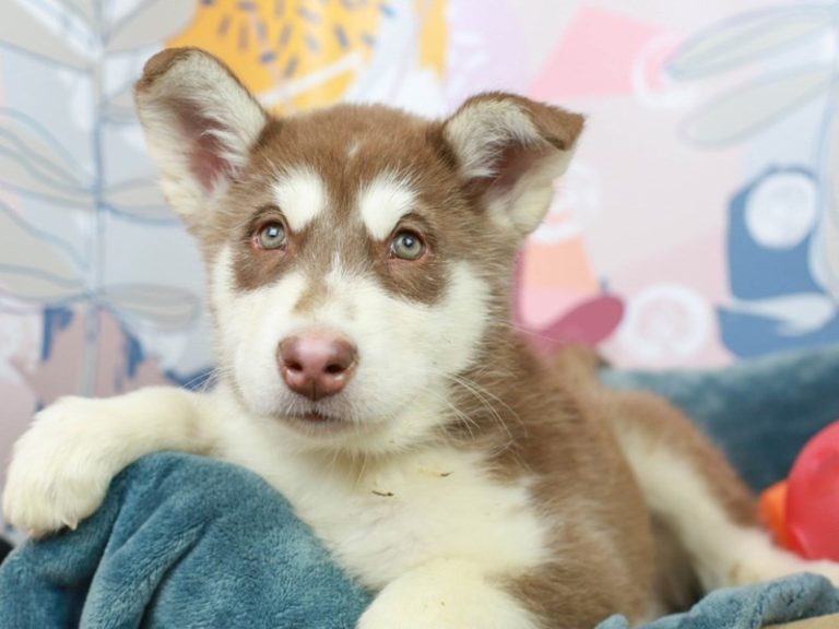 Alaskan Malamute