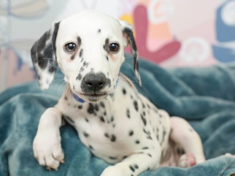 Dalmatian