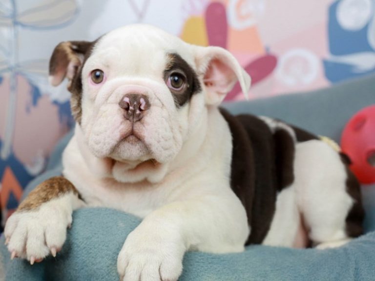 English Bulldog