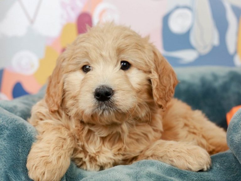 Goldendoodle