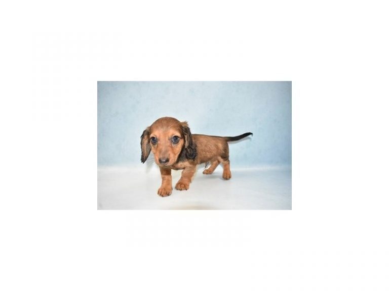 Dachshund