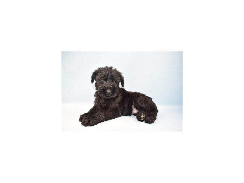 Giant Schnauzer-Male-Black-2641243-Animal Kingdom | Puppies N Love