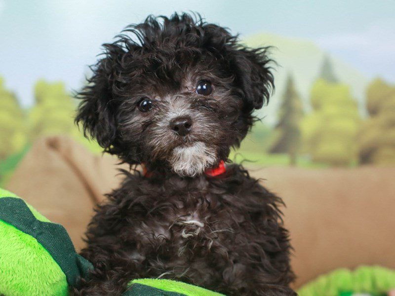 Shorkie-Poo-Female--2641856-Animal Kingdom | Puppies N Love