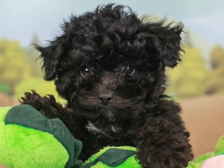 Malti Poo