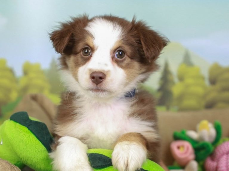 Mini Australian Shepherd