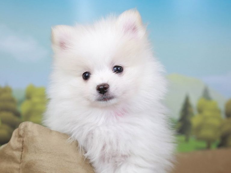 Pomeranian