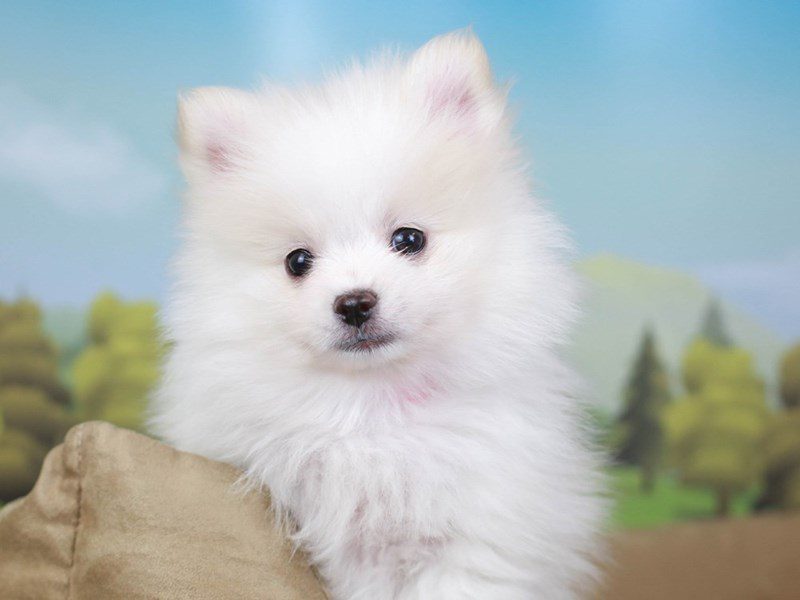 Pomeranian-DOG-Male--2641769-Animal Kingdom | Puppies N Love