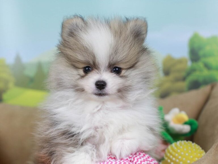 Pomeranian