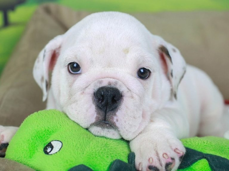 English Bulldog