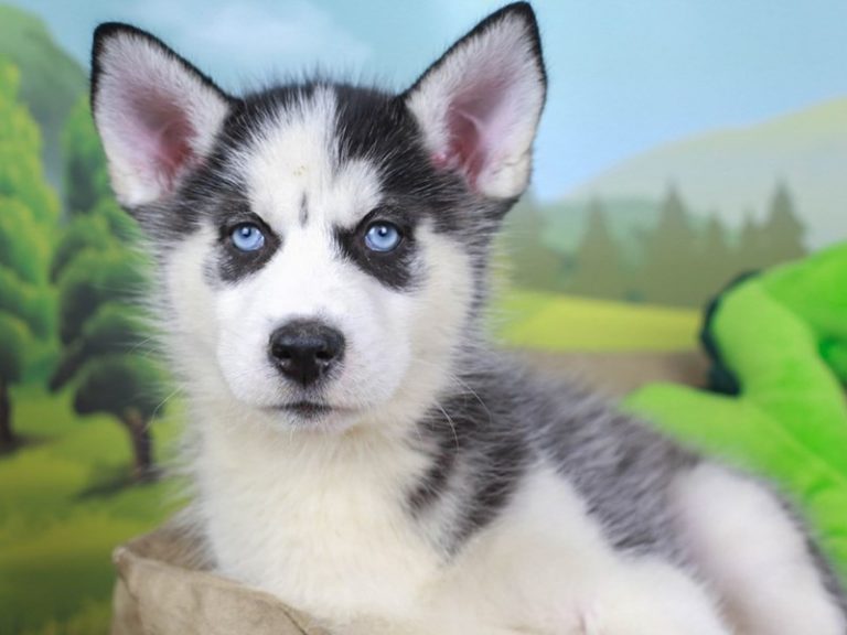 Siberian Husky